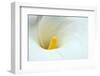 Lovely Close-Up of a Calla Lily-nagib-Framed Photographic Print