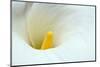 Lovely Close-Up of a Calla Lily-nagib-Mounted Photographic Print
