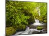 Lovely Elowah Falls on Mccord Creek in the Spring, in the Columbia Gorge, Oregon, USA-Gary Luhm-Mounted Photographic Print