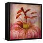 Lovely Lily I-Anna Polanski-Framed Stretched Canvas