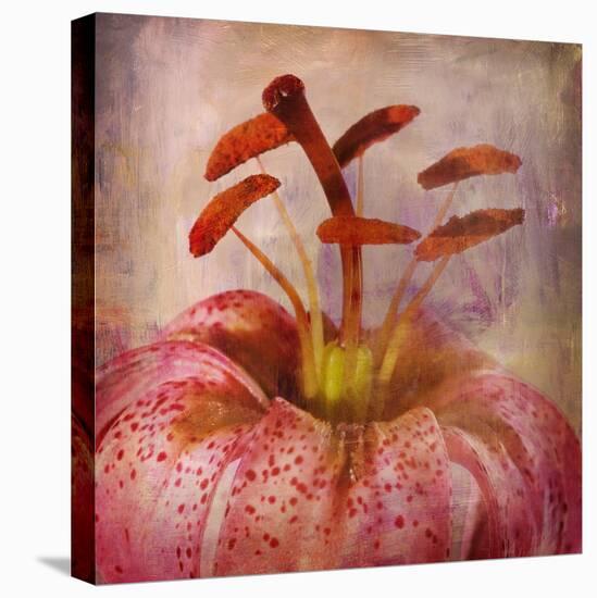 Lovely Lily I-Anna Polanski-Stretched Canvas