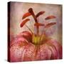 Lovely Lily I-Anna Polanski-Stretched Canvas