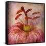 Lovely Lily I-Anna Polanski-Framed Stretched Canvas