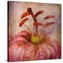 Lovely Lily I-Anna Polanski-Stretched Canvas