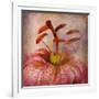 Lovely Lily I-Anna Polanski-Framed Art Print