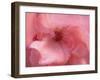 Lovely pink-Snezana Petrovic-Framed Photographic Print