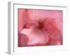 Lovely pink-Snezana Petrovic-Framed Photographic Print