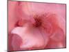 Lovely pink-Snezana Petrovic-Mounted Photographic Print