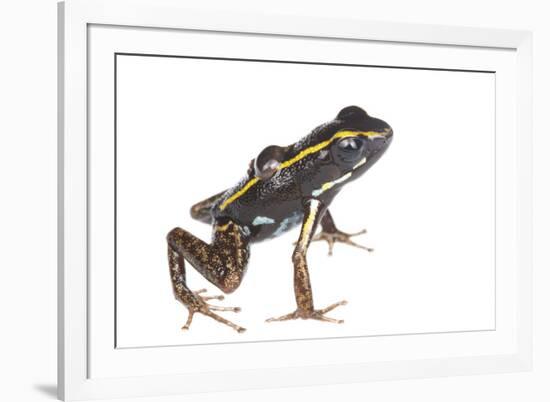 Lovely Poison Frog (Phyllobates Lugubris) Male with a Tadpole, Isla Colon, Panama, June-Jp Lawrence-Framed Photographic Print