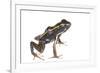 Lovely Poison Frog (Phyllobates Lugubris) Male with a Tadpole, Isla Colon, Panama, June-Jp Lawrence-Framed Photographic Print