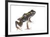 Lovely Poison Frog (Phyllobates Lugubris) Male with a Tadpole, Isla Colon, Panama, June-Jp Lawrence-Framed Photographic Print
