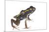 Lovely Poison Frog (Phyllobates Lugubris) Male with a Tadpole, Isla Colon, Panama, June-Jp Lawrence-Mounted Photographic Print