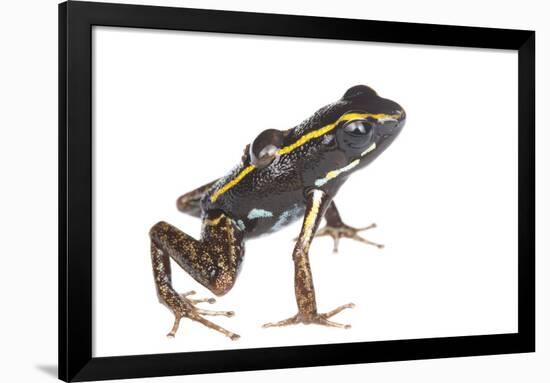 Lovely Poison Frog (Phyllobates Lugubris) Male with a Tadpole, Isla Colon, Panama, June-Jp Lawrence-Framed Photographic Print