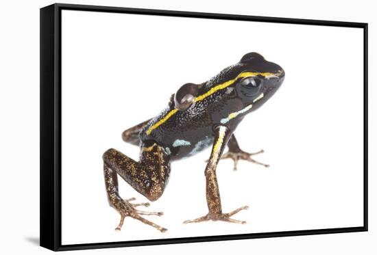 Lovely Poison Frog (Phyllobates Lugubris) Male with a Tadpole, Isla Colon, Panama, June-Jp Lawrence-Framed Stretched Canvas