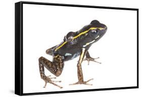 Lovely Poison Frog (Phyllobates Lugubris) Male with a Tadpole, Isla Colon, Panama, June-Jp Lawrence-Framed Stretched Canvas