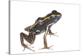 Lovely Poison Frog (Phyllobates Lugubris) Male with a Tadpole, Isla Colon, Panama, June-Jp Lawrence-Stretched Canvas