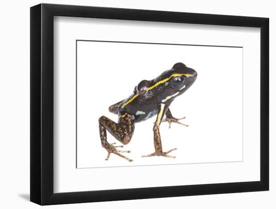 Lovely Poison Frog (Phyllobates Lugubris) Male with a Tadpole, Isla Colon, Panama, June-Jp Lawrence-Framed Photographic Print