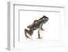 Lovely Poison Frog (Phyllobates Lugubris) Male with a Tadpole, Isla Colon, Panama, June-Jp Lawrence-Framed Photographic Print