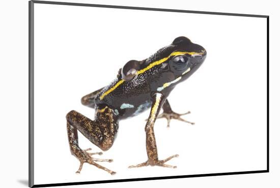 Lovely Poison Frog (Phyllobates Lugubris) Male with a Tadpole, Isla Colon, Panama, June-Jp Lawrence-Mounted Photographic Print