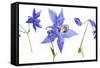 Lovely Pressed Flowers Against White Background-nagib-Framed Stretched Canvas