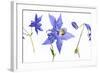 Lovely Pressed Flowers Against White Background-nagib-Framed Art Print