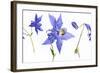 Lovely Pressed Flowers Against White Background-nagib-Framed Art Print