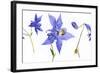 Lovely Pressed Flowers Against White Background-nagib-Framed Art Print