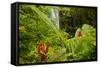 Lovely Rainbow Falls in Wailuku State Park on the edge of Hilo, Hawaii-Jerry Ginsberg-Framed Stretched Canvas