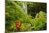 Lovely Rainbow Falls in Wailuku State Park on the edge of Hilo, Hawaii-Jerry Ginsberg-Mounted Photographic Print