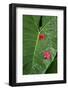 Lovely tropical flowers in Samoa.-Jerry Ginsberg-Framed Photographic Print