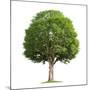 Wood Mount