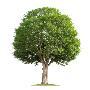 Laminate
