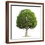 Brown Frame