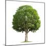 Wood Mount