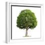 White Frame