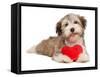 Lover Valentine Chocolate Havanese-mdorottya-Framed Stretched Canvas