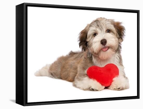 Lover Valentine Chocolate Havanese-mdorottya-Framed Stretched Canvas