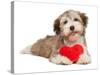 Lover Valentine Chocolate Havanese-mdorottya-Stretched Canvas