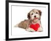 Lover Valentine Chocolate Havanese-mdorottya-Framed Photographic Print