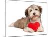 Lover Valentine Chocolate Havanese-mdorottya-Mounted Photographic Print