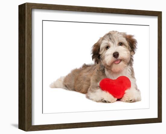 Lover Valentine Chocolate Havanese-mdorottya-Framed Photographic Print