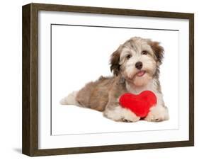 Lover Valentine Chocolate Havanese-mdorottya-Framed Photographic Print