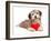 Lover Valentine Chocolate Havanese-mdorottya-Framed Photographic Print