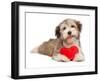 Lover Valentine Chocolate Havanese-mdorottya-Framed Photographic Print