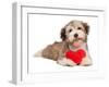 Lover Valentine Chocolate Havanese-mdorottya-Framed Photographic Print