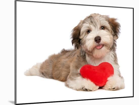 Lover Valentine Chocolate Havanese-mdorottya-Mounted Photographic Print