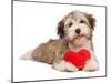 Lover Valentine Chocolate Havanese-mdorottya-Mounted Photographic Print