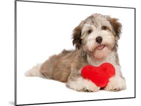 Lover Valentine Chocolate Havanese-mdorottya-Mounted Photographic Print