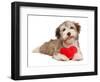 Lover Valentine Chocolate Havanese-mdorottya-Framed Photographic Print