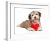 Lover Valentine Chocolate Havanese-mdorottya-Framed Photographic Print